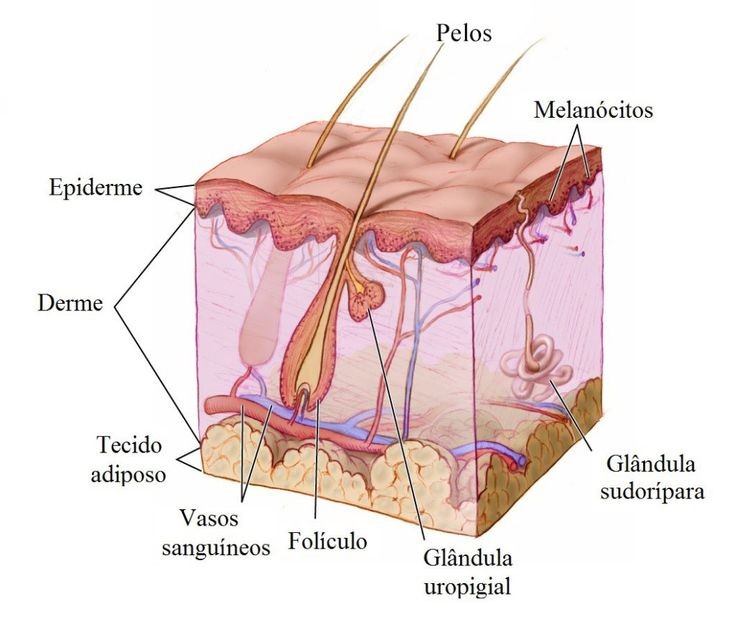 7 dicas para hidratar a pele do corpo 1 hidratar