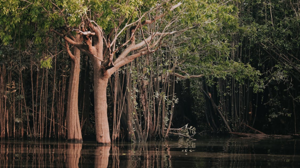 Pré-COP: Brasil prepara terreno para clima na Amazônia 1 Fotos estagio 19 3