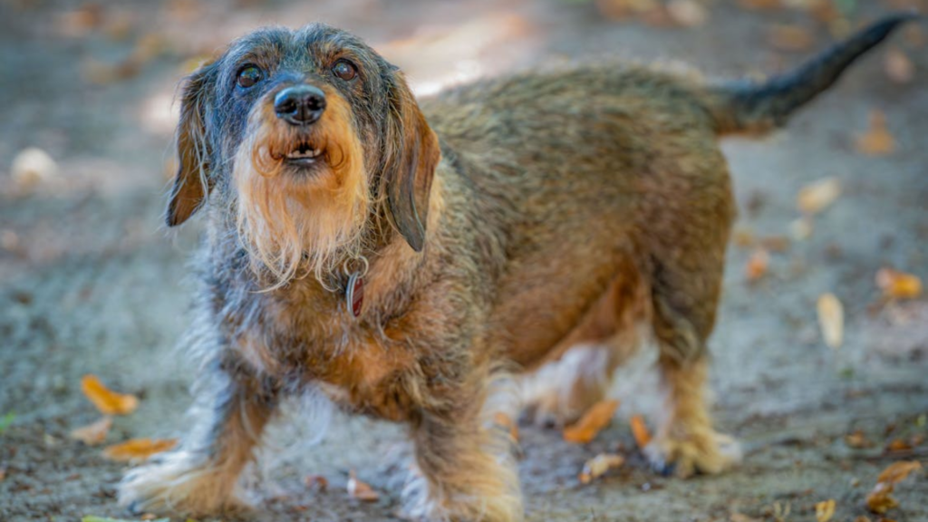 Cães de Chernobyl revelam assinatura genética única 1 Cães de Chernobyl revelam assinatura genética única