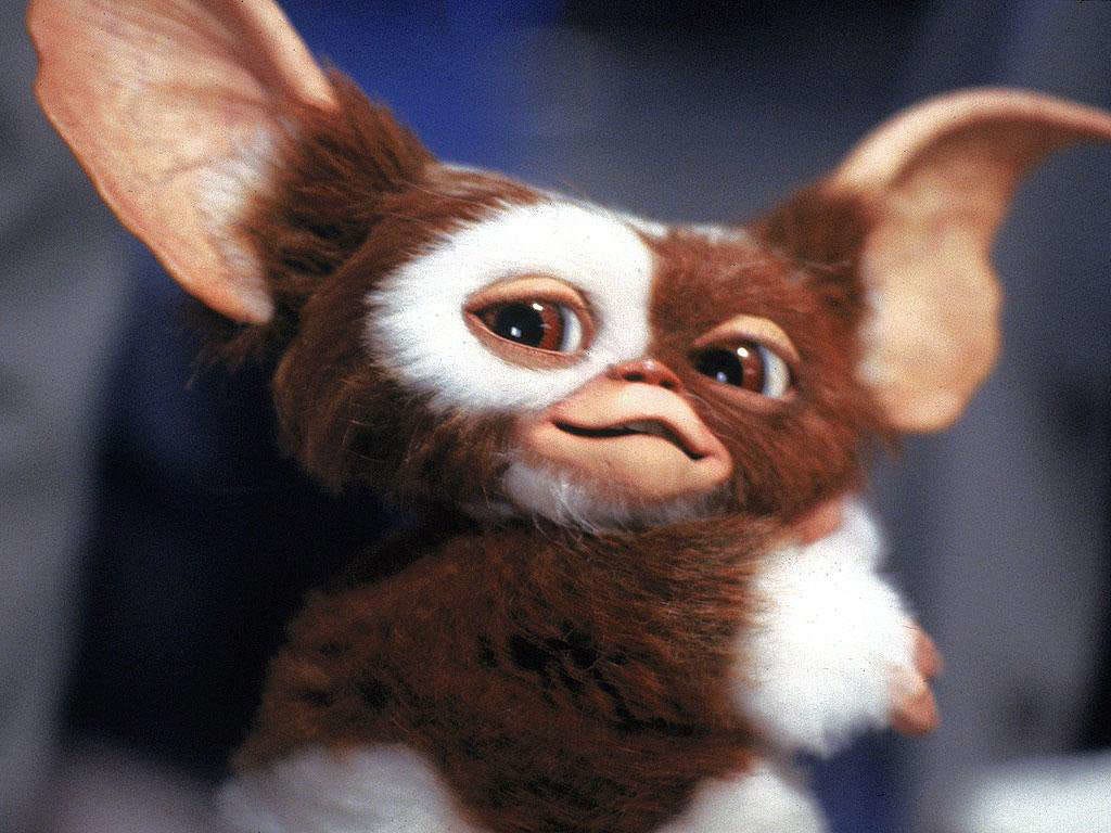 A imagem mostra o pequeno monstrinho Gremlins. Um ser com olhos castanhos grandes e fodos, nariz e boca pequenos, pelagem média que mistura partes em marrom e outras em branco. Possui longs e grandes orelhas com pontas.
