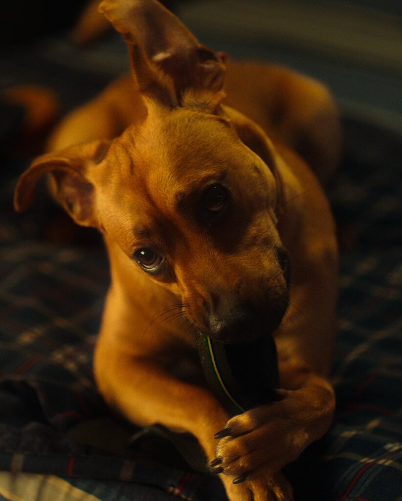 A imagem mostra um cachorro de pelagem caramelo deitado sobre um cobertor escuro com estampas. Ele segura um objeto entre as patas e o morde com um olhar curioso e carinhoso. Uma das orelhas está levantada, dando um ar brincalhão à cena.