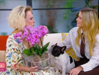 A imagem mostra a apresentadora Ana Maria Braga sentada no sofá conversando com a atriz Carolina Dieckmann, enquanto segura um vaso com uma flor roxa. Ambas estão expressando comoção, olhando uma para a outra. Ao lado, na parte inferior da imagem, está um cachorro Buldog pequeno, preto e branco, cheirando a planta