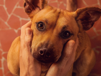 A imagem mostra um cachorro de pelagem caramelo sendo segurado delicadamente por duas mãos. O animal olha diretamente para a câmera com uma expressão doce e afetuosa, enquanto o fundo exibe um piso em tons avermelhados com detalhes claros